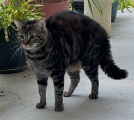 Leader sees something